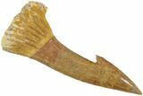 Fossil Sawfish (Onchopristis) Rostral Barb - Morocco #230993-1